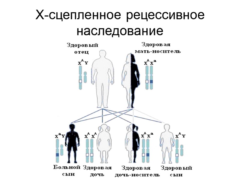 Х-сцепленное рецессивное наследование